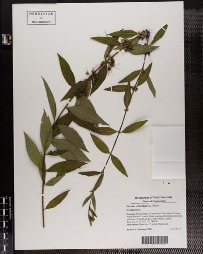 Decodon verticillatus