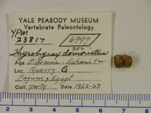 Thyrohyrax domorictus