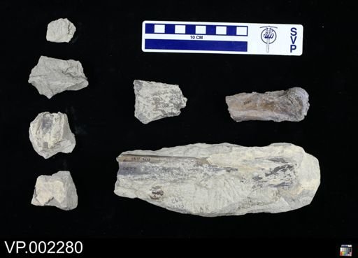Pteranodon sp.