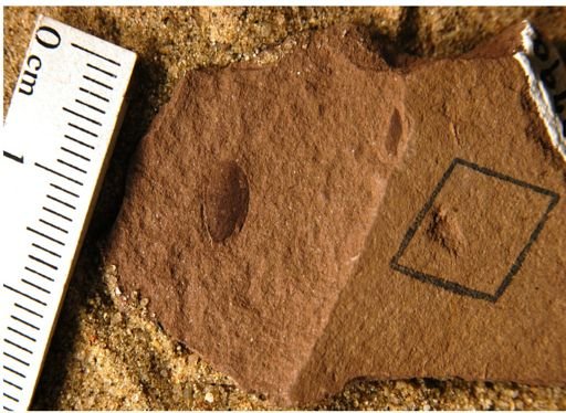 Carpites sp.