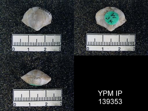 Athyris subexpansa