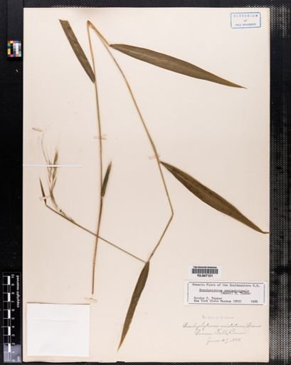 Brachyelytrum septentrionale