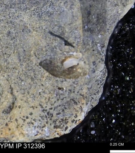 undet. Bivalvia