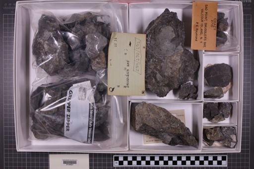 mixed taxa, stratigraphic collection