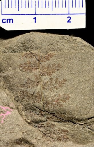 Sphenopteris sp.