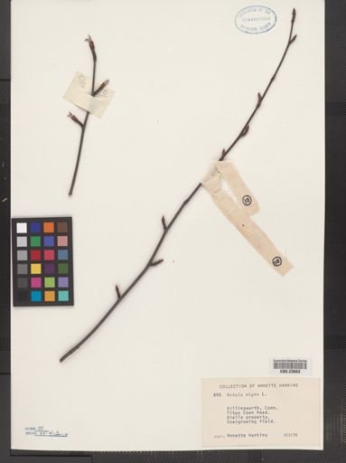 Betula nigra