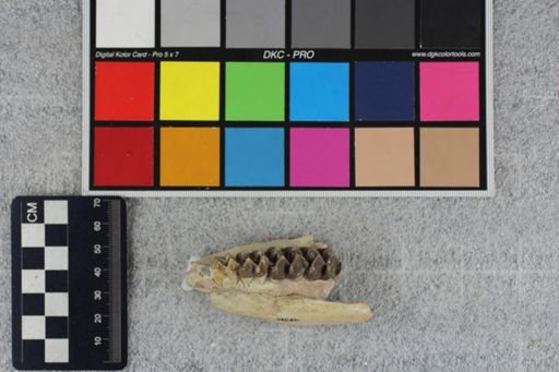 Merycoidodon culbertsoni