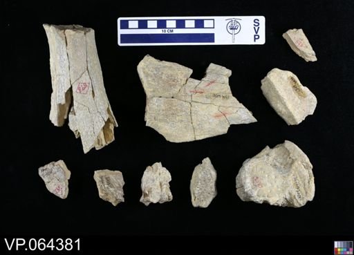 undet. Plesiosauridae