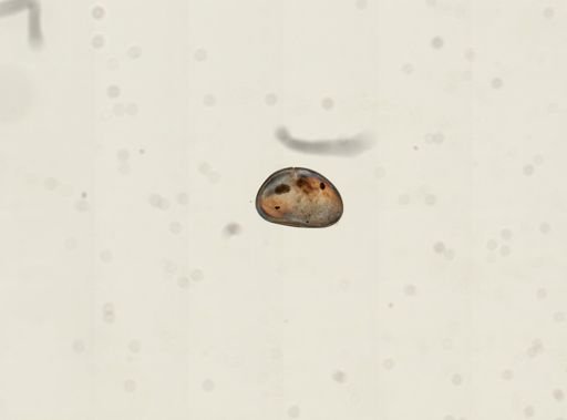 Cypris sp.