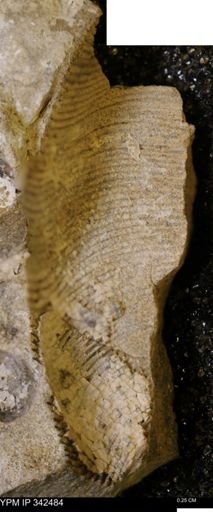 undet. Scaphitidae