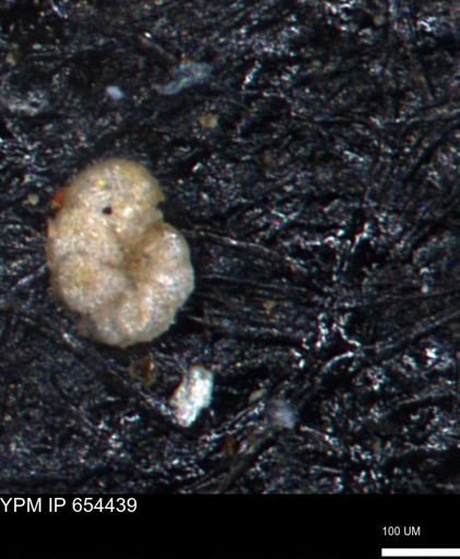 undet. Foraminiferida