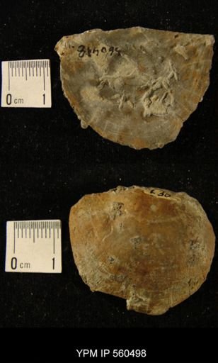 Strophomena sp.