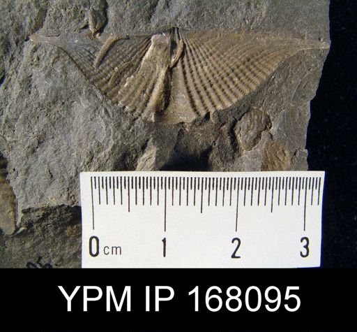 Mucrospirifer pennatus