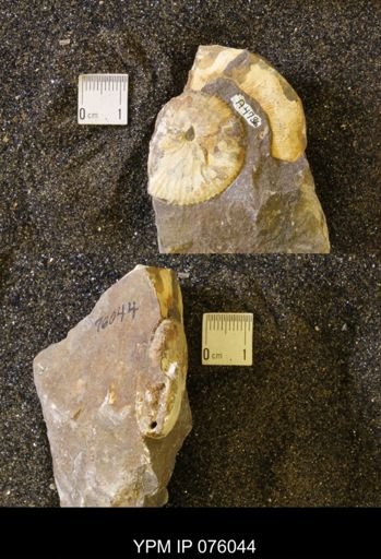 Hoploscaphites birkelundi