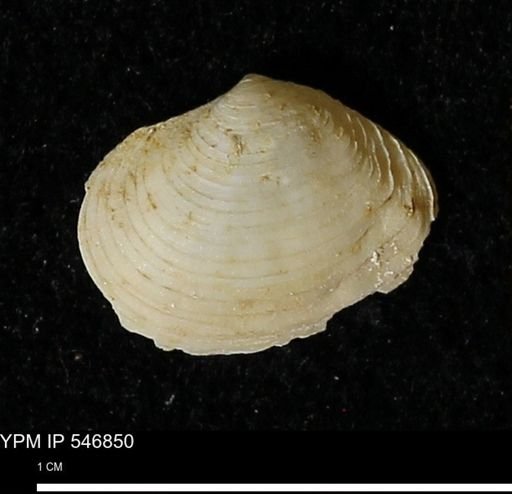 Cumingia tellinoides