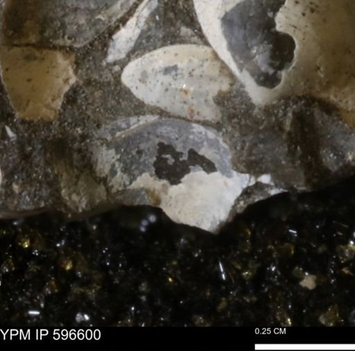 Protocardia?