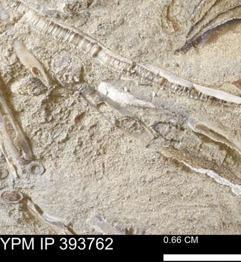 undet. Serpulidae