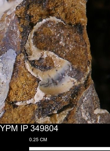 undet. Gastropoda