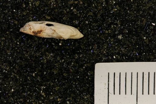 Hiatella arctica