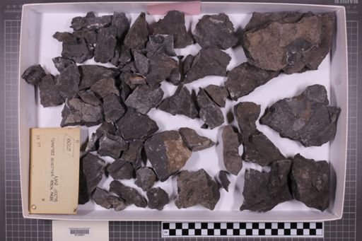 mixed taxa, stratigraphic collection