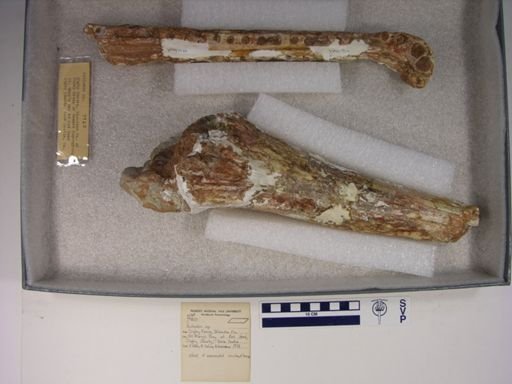 Rutiodon sp.