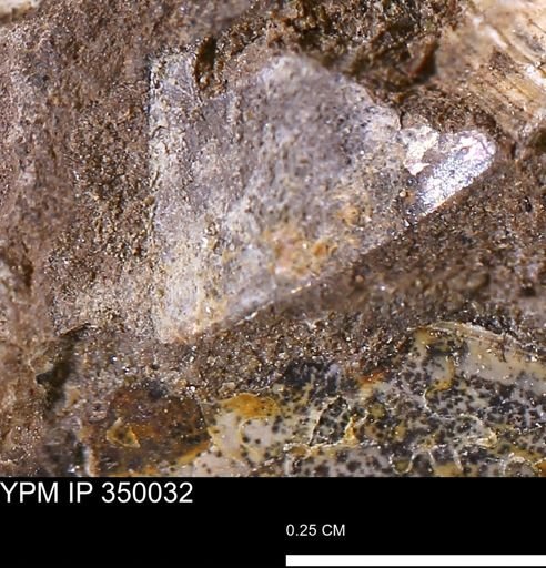 undet. Mollusca