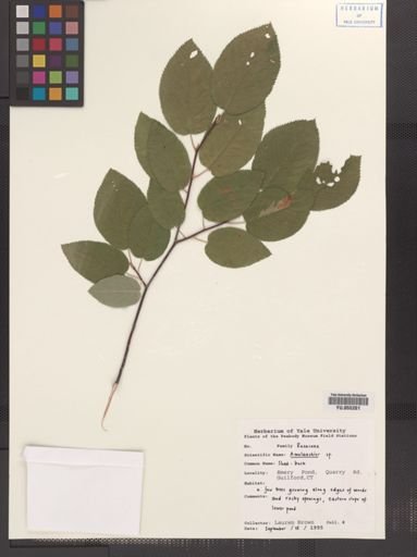 Amelanchier