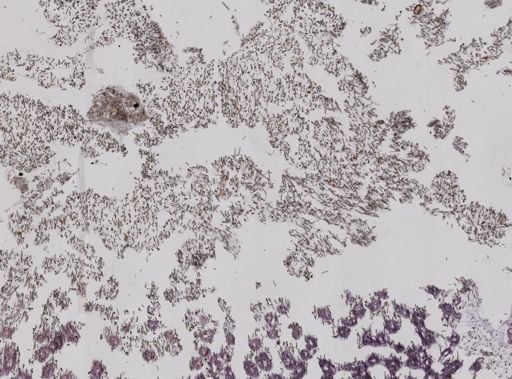 Stromatospongia norae