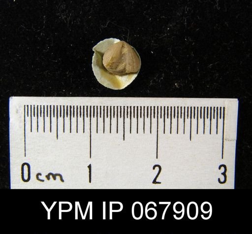 Bilobites varicus