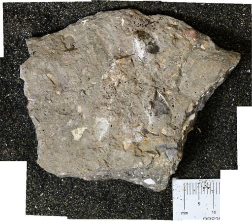 Inoceramus sp.