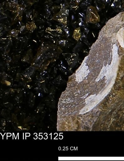 Limopsis striatopunctatus