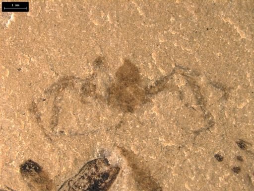undet. Araneida