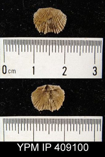 Glyptorthis sp.