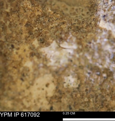 Turritella