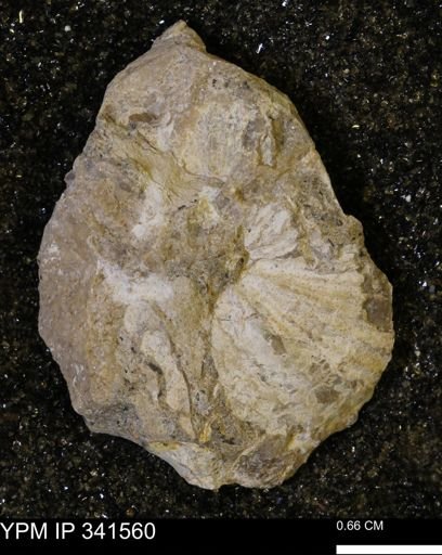 Scaphites sp.