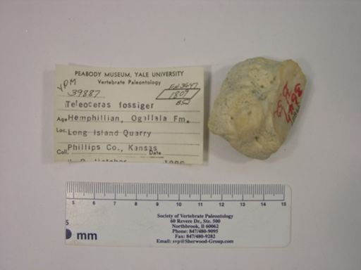 Teleoceras fossiger