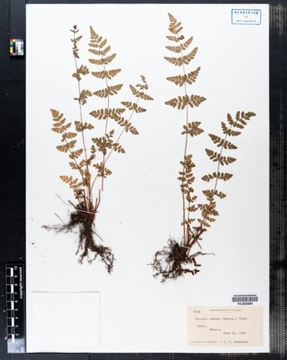 Woodsia obtusa