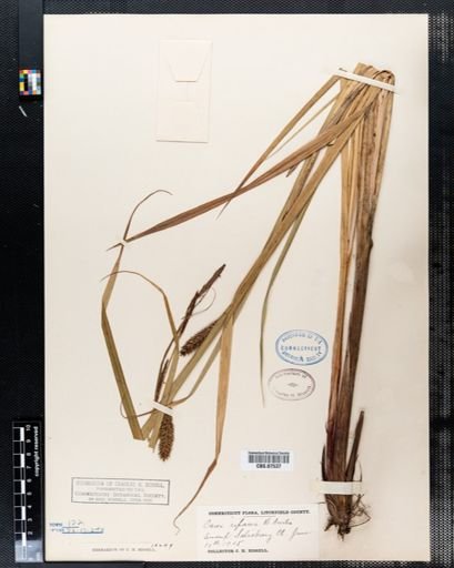 Carex riparia
