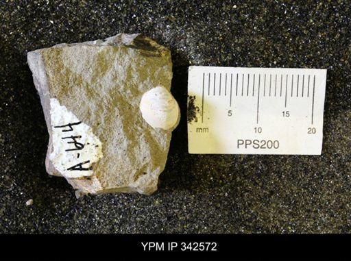 undet. Mollusca