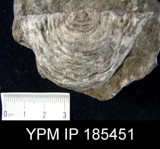 Leptaena rhomboidalis
