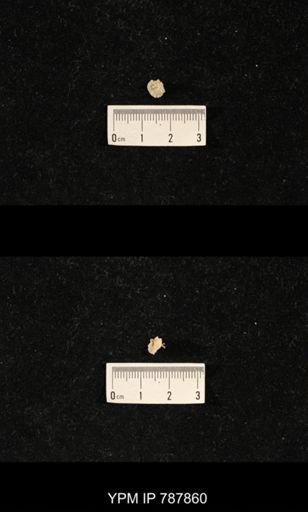 Brachiopoda