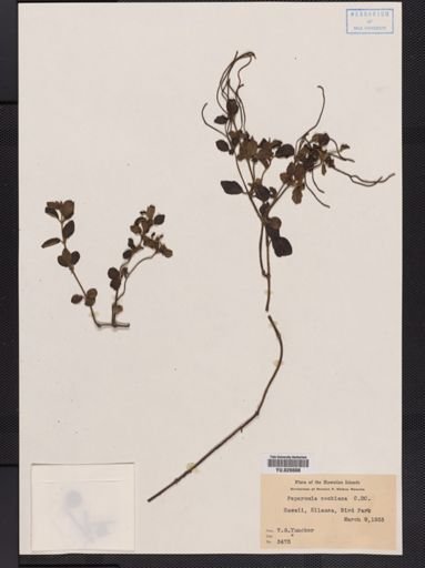 Peperomia