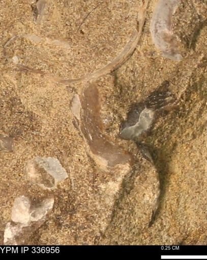 undet. Mollusca
