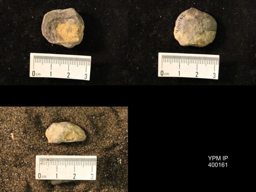 Marginifera lasallensis