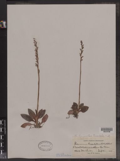 Epipactis tesselata