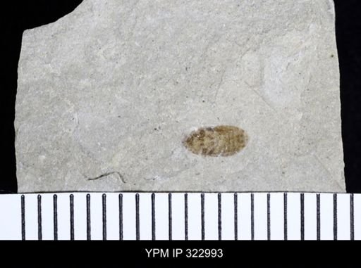 Stenopelta punctulata