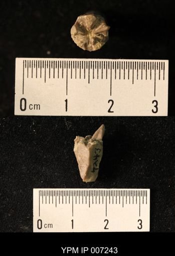 Stephanocrinus angulatus
