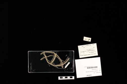 Colubridae