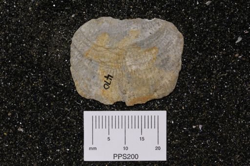 Pecten bellisculptus