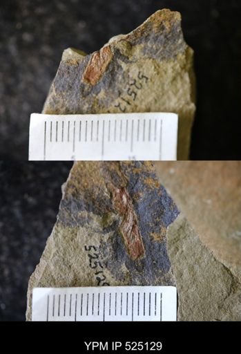 undet. Graptolithina